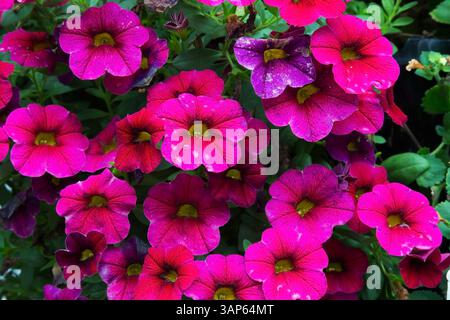 Close-up of vibrant red and deep purple Petunia flowers with raindrops in summer. Stock Photo