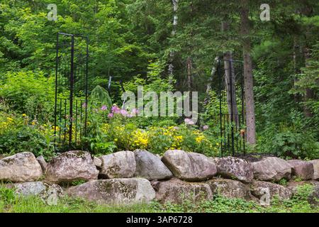 Cleome hassleriana - Spider Flower, Oenothera - Sundrops, Larix decidua pendula - European Larch, Picea glauca - White Spruce in rock edged border. Stock Photo
