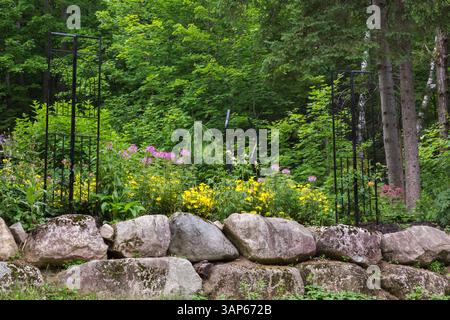 Cleome hassleriana - Spider Flower, Oenothera - Sundrops, Larix decidua pendula - European Larch, Picea glauca - White Spruce in rock edged border. Stock Photo
