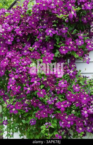 Clematis viticella 'Etoile Violette' growing on side wall of garden shed in summer. Stock Photo