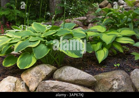 Hosta X hybrida 'Osiris Trouvaille' in rock edged border in summer. Stock Photo