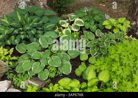 Hostas x hybrida 'Christmas Tree', 'Striptease' and Dicentra spectabilis alba - Bleeding Heart in rock edged border in summer. Stock Photo