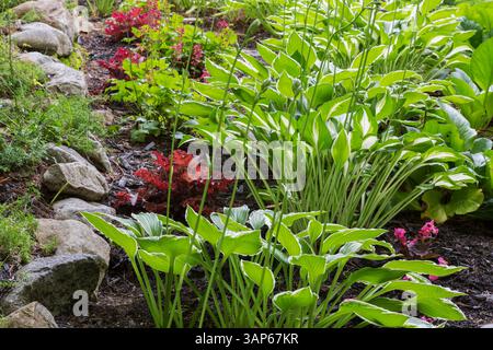 Hosta undulata 'Mediovariegata', Heuchera 'Gojiberry' Indian Summer Series - Coral Flower in rock edged border in summer. Stock Photo