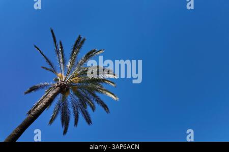 Low angle view of a palm tree against a vibrant blue sky in Cadiz, Spain, evoking a sense of summer and tropical vibes Stock Photo