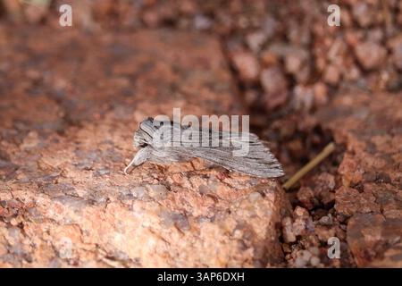 Hooded owlet moth or Cucullia perching on a rock at Rumsey Park in Payson, Arizona. Stock Photo
