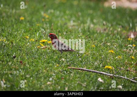 Male House Finch or Haemorhous mexicanus feeding on dandelions at Green valley park in Payson, Arizona. Stock Photo