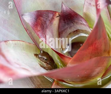 Green tree frog Litoria caerulea looking up from the water well its sitting in at the centre the Bromeliad plant its living in, habitat, golden eyes Stock Photo