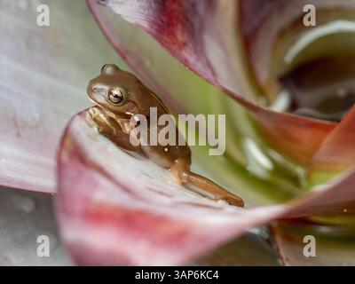 Green tree frog Litoria caerulea sitting on the leaf of the Bromeliad with its leg stretched out, water held in the plant Stock Photo