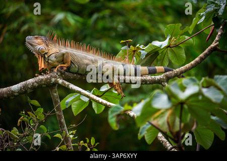 Green iguana (Iguana iguana) resting on a branch. Green iguanas are among the largest lizards in the Americas, averaging around 2 metres long and weighing about 5 kilograms. Primarily herbivores, iguanas are active during the day, feeding on leaves, flowers and fruit. Photographed in Costa Rica. Stock Photo