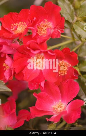 Rose (Rosa 'Dortmund') flowers. Stock Photo