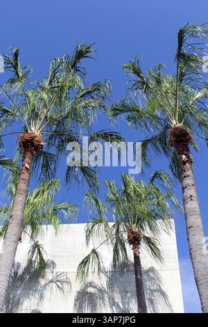 Tall palm trees with slender trunks against a blue sky casting shadows on a white building Stock Photo
