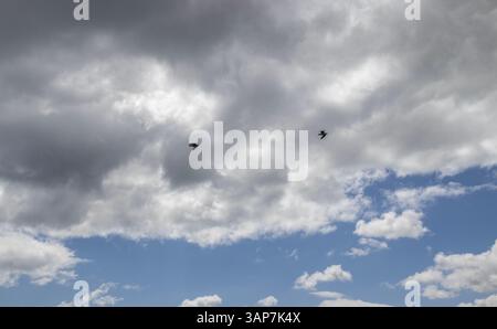 Seagulls in flight below white and gray clouds in a partly blue sky at Charles Fort on Kinsale Harbour in County Cork, Ireland. Stock Photo