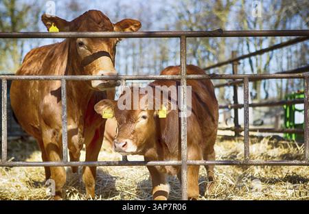 Cow with her calf in a barn in Schleswig Holstein, 2019 Stock Photo