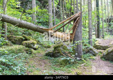 Broken tree in the forest, Vogtland, Saxony, Germany, Europe Stock Photo