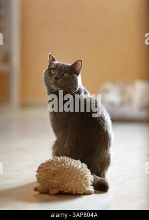 Cat with dog toy, 2019 Stock Photo