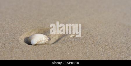 Shell of a mussel in the sand on the beach of the Polish Baltic Sea coast Stock Photo