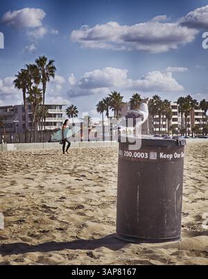 A seagull sits on a rubbish bin and watches a surfer, California Stock Photo
