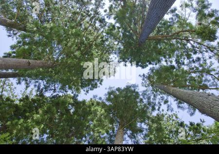Pine tree forest tree tops seen from below, Japan, Asia Stock Photo
