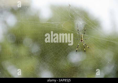 Female of a Golden silk orb-weaver spider, Trichonephila clavata on its net, Osaka, Japan, Asia Stock Photo
