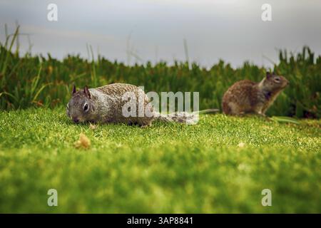 A pair of squirrels in a meadow in San Diego, USA, North America Stock Photo