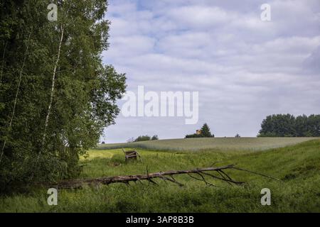 Dead fallen tree in a meadow Stock Photo