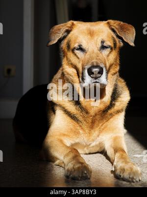 Shepherd dog sunbathing in a flat, 2017 Stock Photo