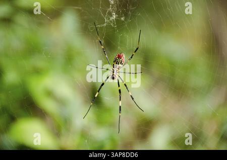 Female of a Golden silk orb-weaver spider, Trichonephila clavata on its net, Osaka, Japan, Asia Stock Photo