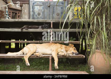 Dog and cat sleeping on the steps of a terrace in Tigre Province Buenos Aires, Argentina 2017 Stock Photo