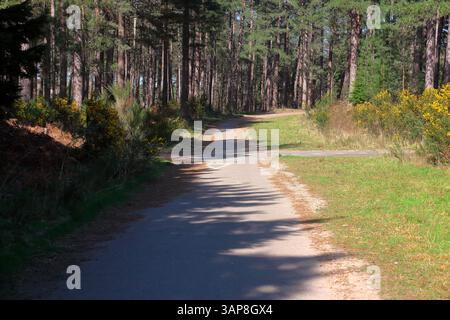 Just one of many roads cutting through a mature pine woods on the old TRRL testing site in Crowthorne. Stock Photo
