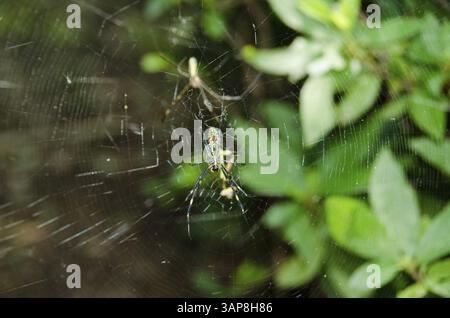 Female and male of a Golden silk orb-weaver, Nephila clavata on its net, Osaka, Japan, Asia Stock Photo