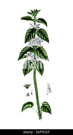 Lamium album, White dead-nettle, digital reproduction of a historical model, between 1790 and 1810, (Botanica Pharmaceutica by Andreas Friedrich Happe) Stock Photo