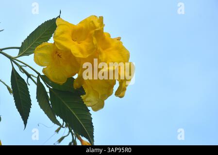 yellow silk cotton flower or Cochlospermum regium blooming from branch in garden on summer Stock Photo