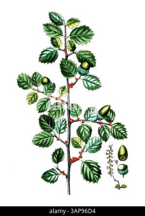 Quercus coccifera, kermes oak or holly oak, digital reproduction of a historical model, between 1790 and 1810, (Botanica Pharmaceutica by Andreas Friedrich Happe) Stock Photo