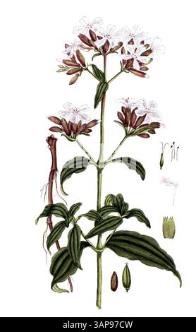 Saponaria officinalis, Soapwort, digital reproduction of a historical model, between 1790 and 1810, (Botanica Pharmaceutica by Andreas Friedrich Happe) Stock Photo
