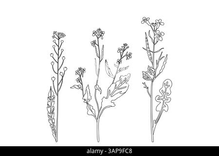 Line art wildflowers isolated on white background. Hand drawn botanical outline plants with stems, leaves, flowers vector illustration. Graphic design Stock Vector