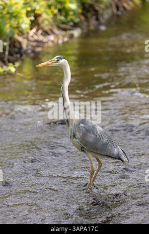 Portrait view of a wild, UK grey heron (Ardea cinerea) isolated in natural surroundings, wading through water in a shallow brook/ stream. Stock Photo