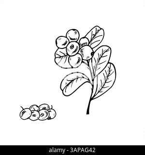 Hand drawn monochrome cranberries on branches with leaves and berries pile vector illustration. Etching drawing of summer Scandinavian forest plants Stock Vector