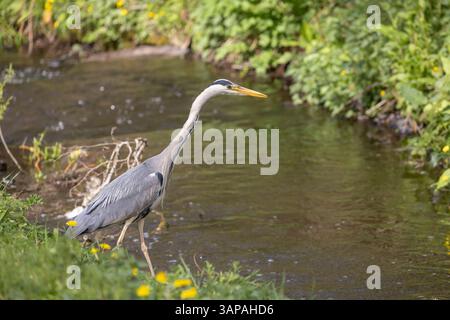 Landscape view of wild UK grey heron (Ardea cinerea) isolated in natural surroundings fishing from side of shallow brook/stream poised ready for action. Stock Photo
