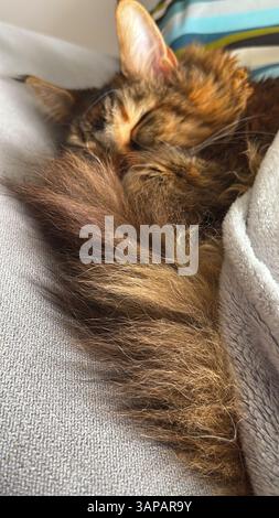 A relaxing ginger, multicolor cat sleeps peacefully on a grey sofa under cozy blanket. Perfect for pet lovers and cozy home vibes. Stock Photo