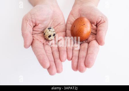 Quail egg and chicken egg on female palms. Close up photo of woman holding a quail egg and brown chicken egg in her hands isolated on white background Stock Photo
