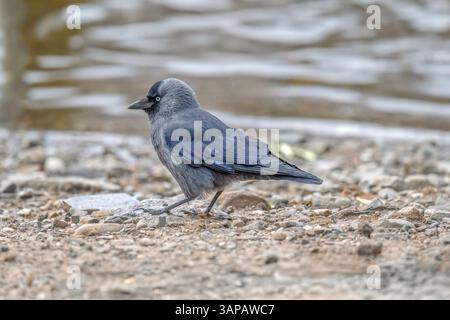 Jackdaw on a stony beach in front of the sea, close up Stock Photo