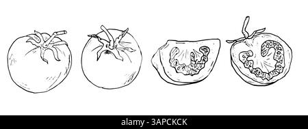 Tomato, half and slices of tomato in sketch. A set of black and white vector illustrations. Ripe cherry tomatoes on a white background. Fresh organic Stock Vector