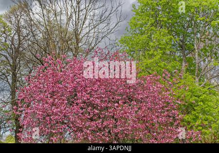 Cherry Tree Prunus serrulata the pink blossom in Spring Stock Photo