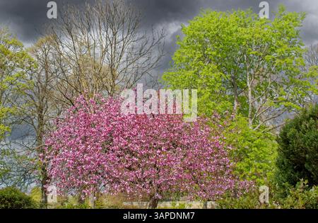 Cherry Tree Prunus serrulata the pink blossom in Springtime Stock Photo