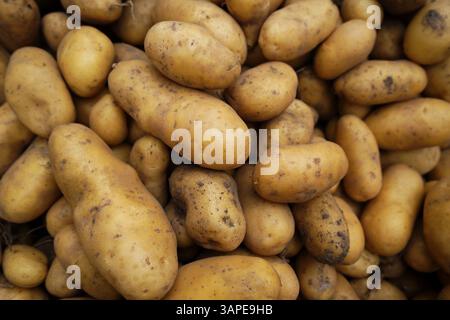 A close-up image of freshly harvested, unpeeled potatoes with visible soil marks, showcasing their natural, earthy texture and organic state. Stock Photo