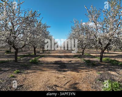 Field of almond trees in full bloom in neat rows on farmland in Albacete, Spain, under a clear blue sky with no people. Agricultural concept Stock Photo