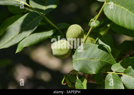 Walnuts growing on a tree Stock Photo