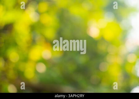 abstract green golden bokeh background Stock Photo