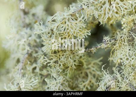 Biota of Gran Canaria - oakmoss, Evernia prunastri, on small tree ...