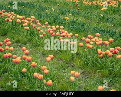 Rows of pastel orange tulips with deeper orange tones at the base and centre of each petal, growing through grass on a spring day Stock Photo